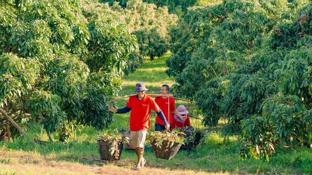 2023年10月，泰國尖竹汶府的龍眼種植園內(nèi)，采果工人正在運(yùn)輸新采摘的龍眼。（黎銀成攝 新華社發(fā)）