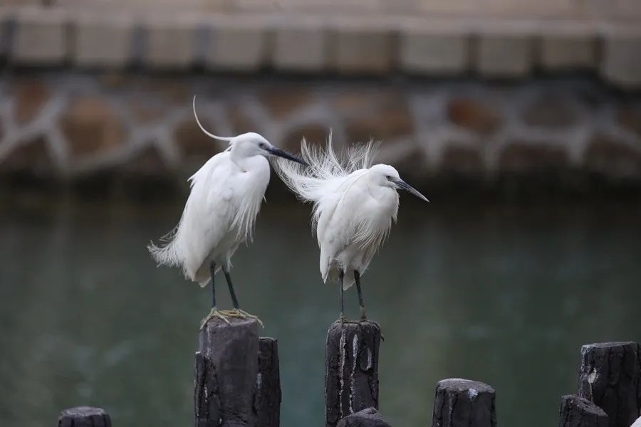筼筜湖白鷺。人民網(wǎng)記者 陳博 攝
