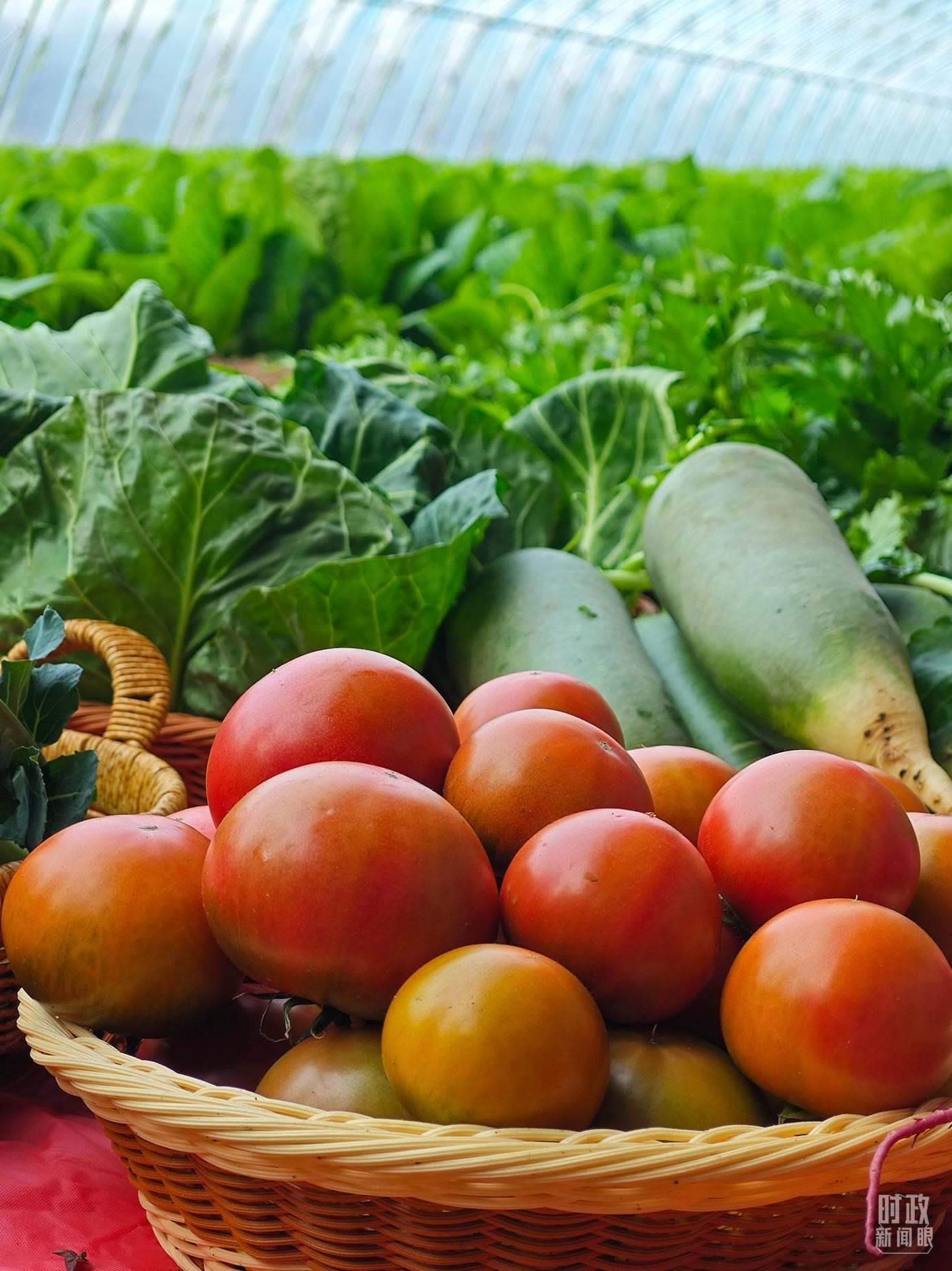 △第六埠村蔬菜大棚，蔬菜收獲頗豐。（總臺(tái)央視記者彭漢明拍攝）