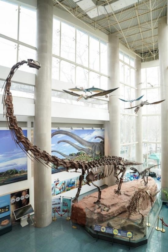 南京古生物博物館展出的馬門溪龍模型。新華社記者李博 攝