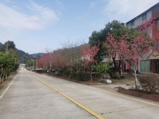 道路兩旁的山櫻花。將樂縣農(nóng)業(yè)農(nóng)村局供圖