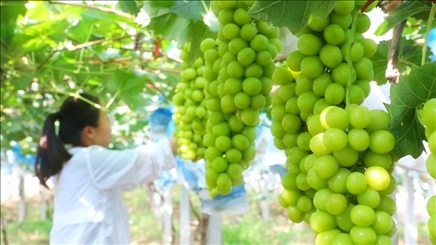 小屯村葡萄園里的陽(yáng)光玫瑰葡萄。肖俊楠攝