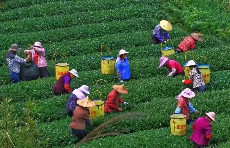 △軍營(yíng)村茶農(nóng)在茶園采茶。