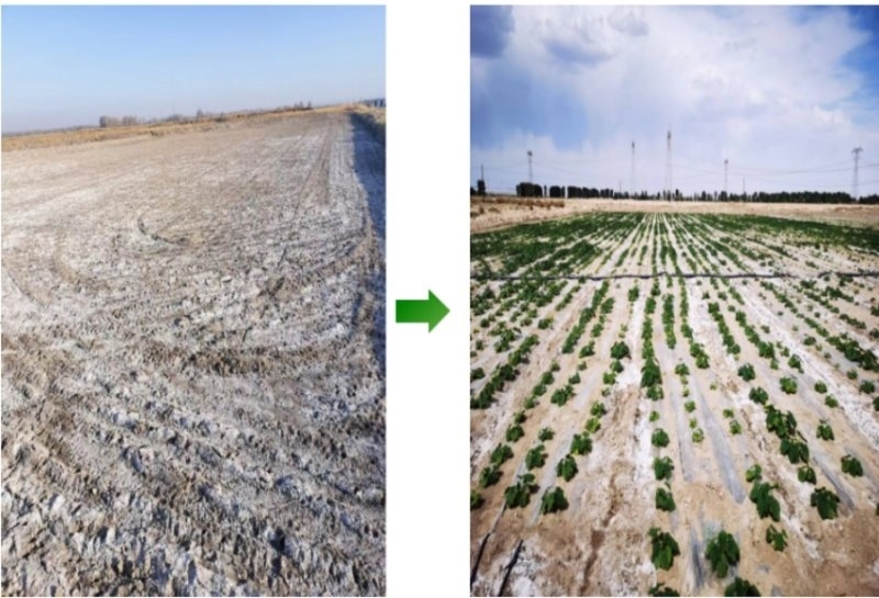 鹽堿地成良田。黃花農(nóng)場(chǎng)供圖