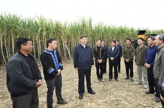 2023年12月14日，習(xí)近平總書(shū)記在廣西來(lái)賓市國(guó)家現(xiàn)代農(nóng)業(yè)產(chǎn)業(yè)園黃安優(yōu)質(zhì)“雙高”糖料蔗基地考察。