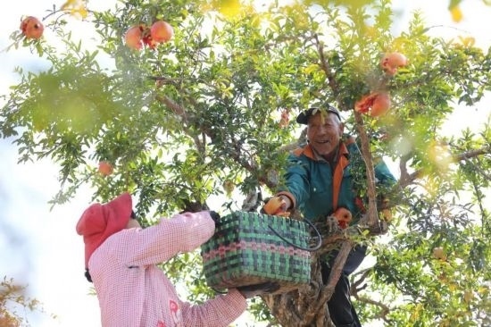 紅彤彤的石榴掛滿(mǎn)枝頭，農(nóng)戶(hù)們穿梭在林中采摘，享受著豐收的喜悅。