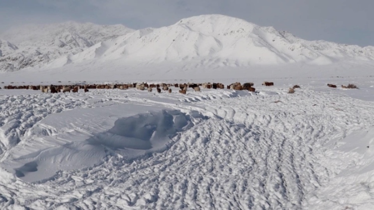 蒙古國近日發(fā)生雪災(zāi)。圖片來源：蒙政府網(wǎng)站