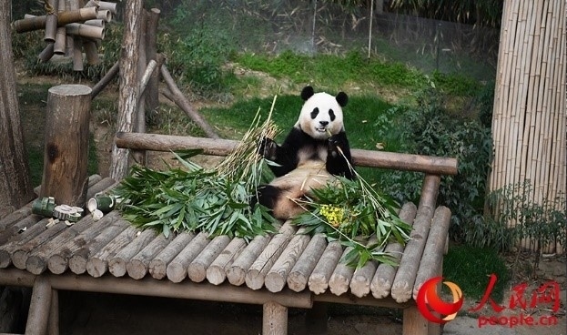 “福寶”享用新鮮的竹子。人民網(wǎng) 李帆攝