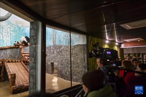 3月8日，人們在俄羅斯莫斯科動物園觀看大熊貓“喀秋莎”（左）和媽媽“丁丁”。新華社記者 曹陽 攝