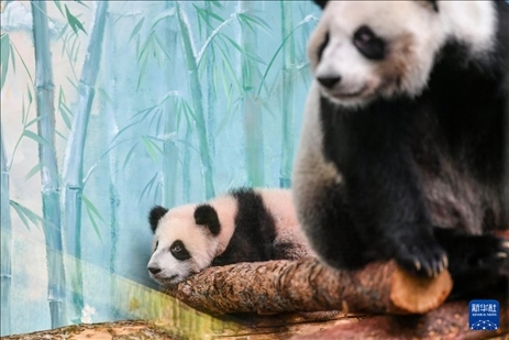 這是3月8日在俄羅斯莫斯科動物園拍攝的大熊貓“喀秋莎”（左）和媽媽“丁丁”。新華社記者 曹陽 攝