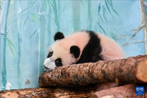 這是3月8日在俄羅斯莫斯科動物園拍攝的大熊貓“喀秋莎”。新華社記者 曹陽 攝