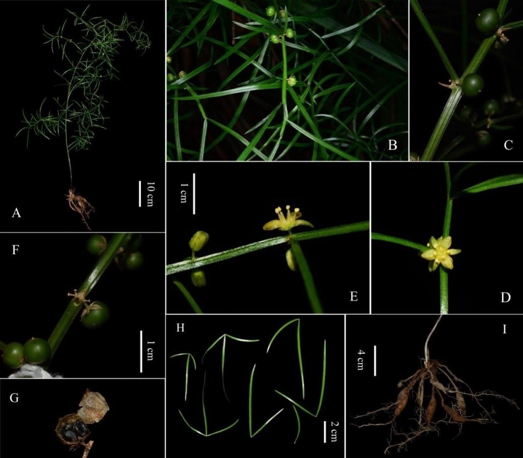 圖為大別山天門冬的形態(tài)特征。（中國科學(xué)院武漢植物園供圖）