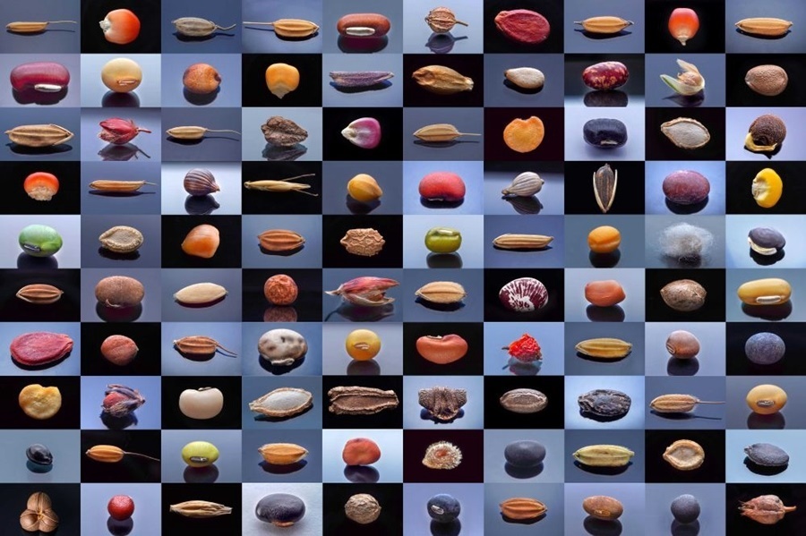 微距鏡頭下，湖南省農(nóng)作物種質(zhì)資源庫的種子千姿百態(tài)（100個種子拼版照片）。