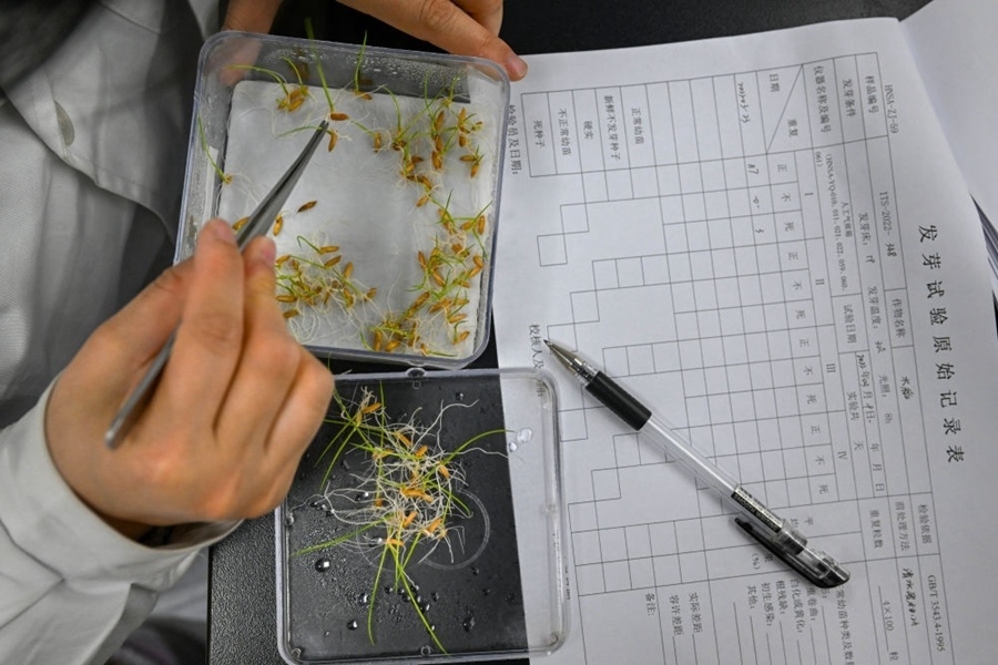 2022年3月23日，在湖南省農(nóng)作物種質(zhì)資源庫實驗室，檢測員對保存的水稻種子進行發(fā)芽試驗檢測。