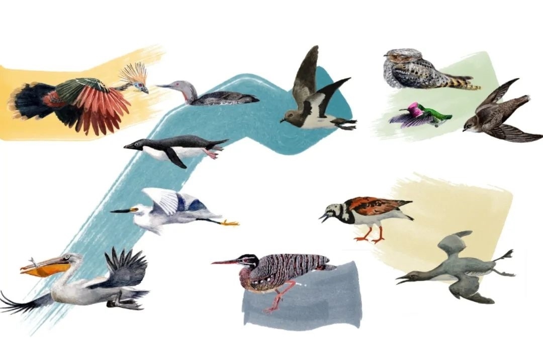 元素鳥類。浙江大學(xué)供圖