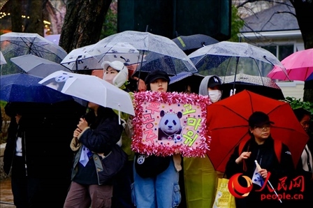 因“福寶”獲得力量和慰藉的年輕粉絲。 人民網(wǎng) 李帆攝