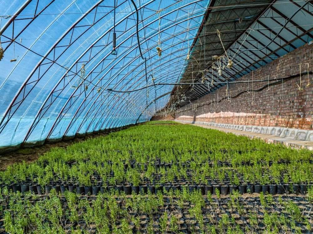 △內(nèi)蒙古一苗圃正在育苗。今年內(nèi)蒙古將投資2200萬(wàn)元保障“三北”工程種苗供應(yīng)，助力打好“三北”工程攻堅(jiān)戰(zhàn)。