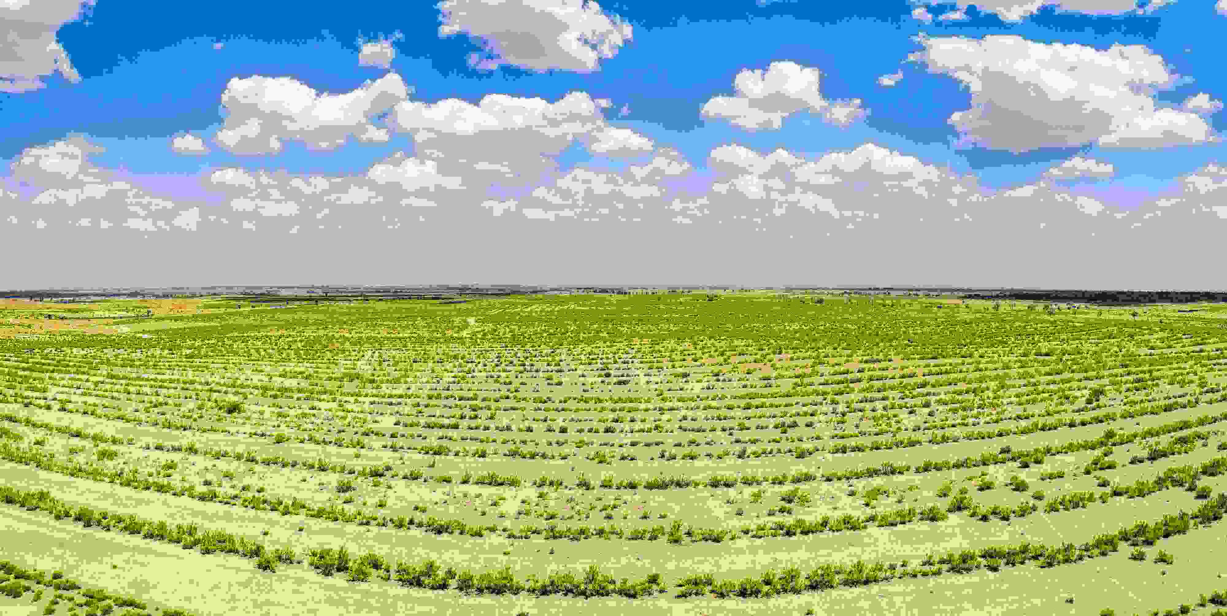 2023年6月7日，內(nèi)蒙古鄂爾多斯，毛烏素沙漠。