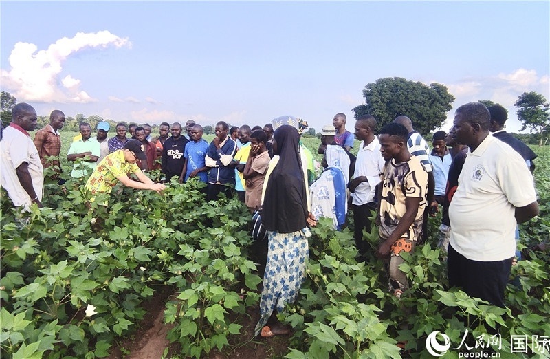 當?shù)孛揶r(nóng)紛紛向中國專家學習技術。人民網(wǎng)記者 黃培昭攝