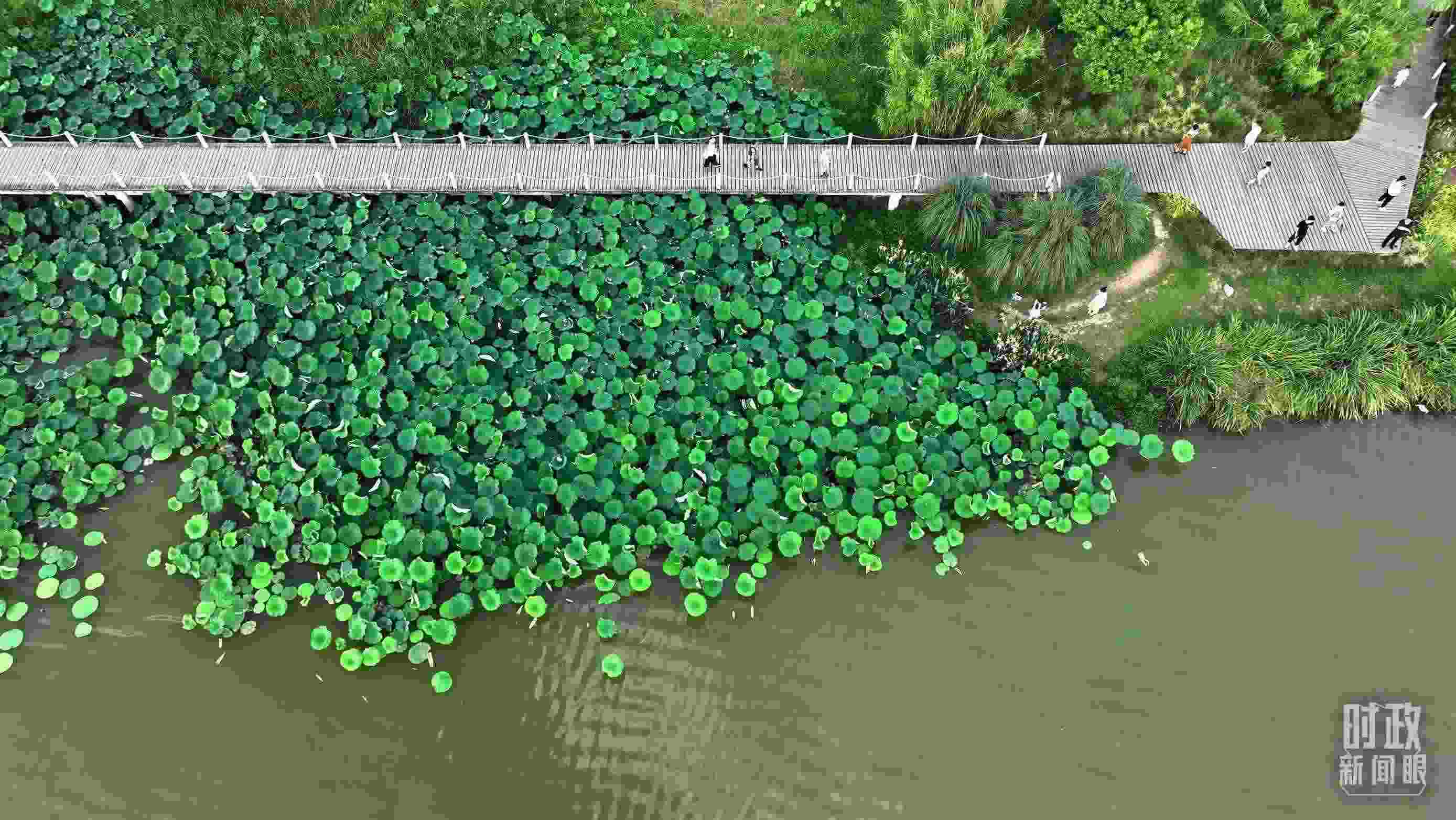 △陜西漢中天漢濕地公園內(nèi)，游人穿行，荷影婆娑。（總臺記者劉海濤拍攝）