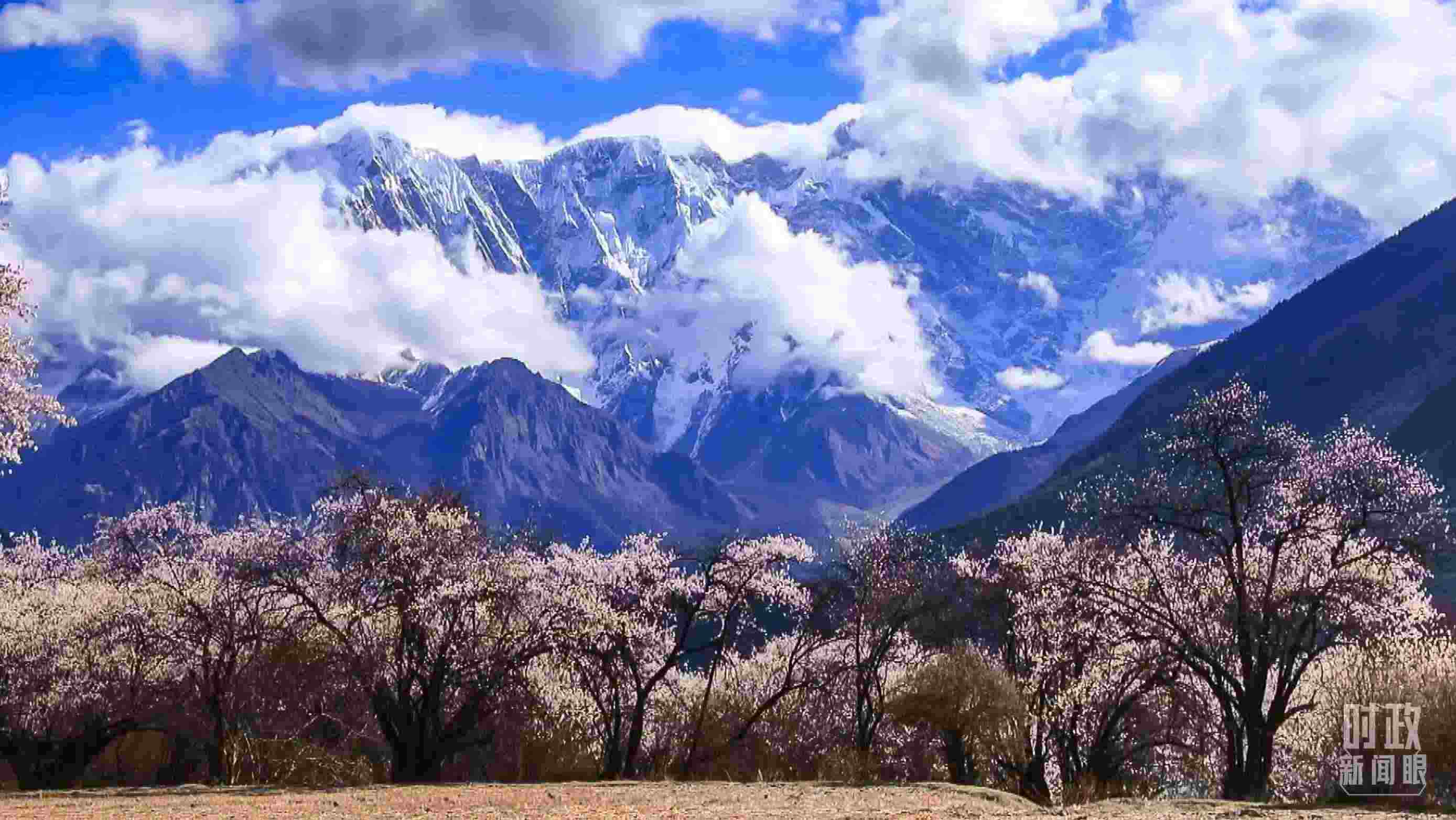 △西藏林芝。（總臺記者李旭拍攝）