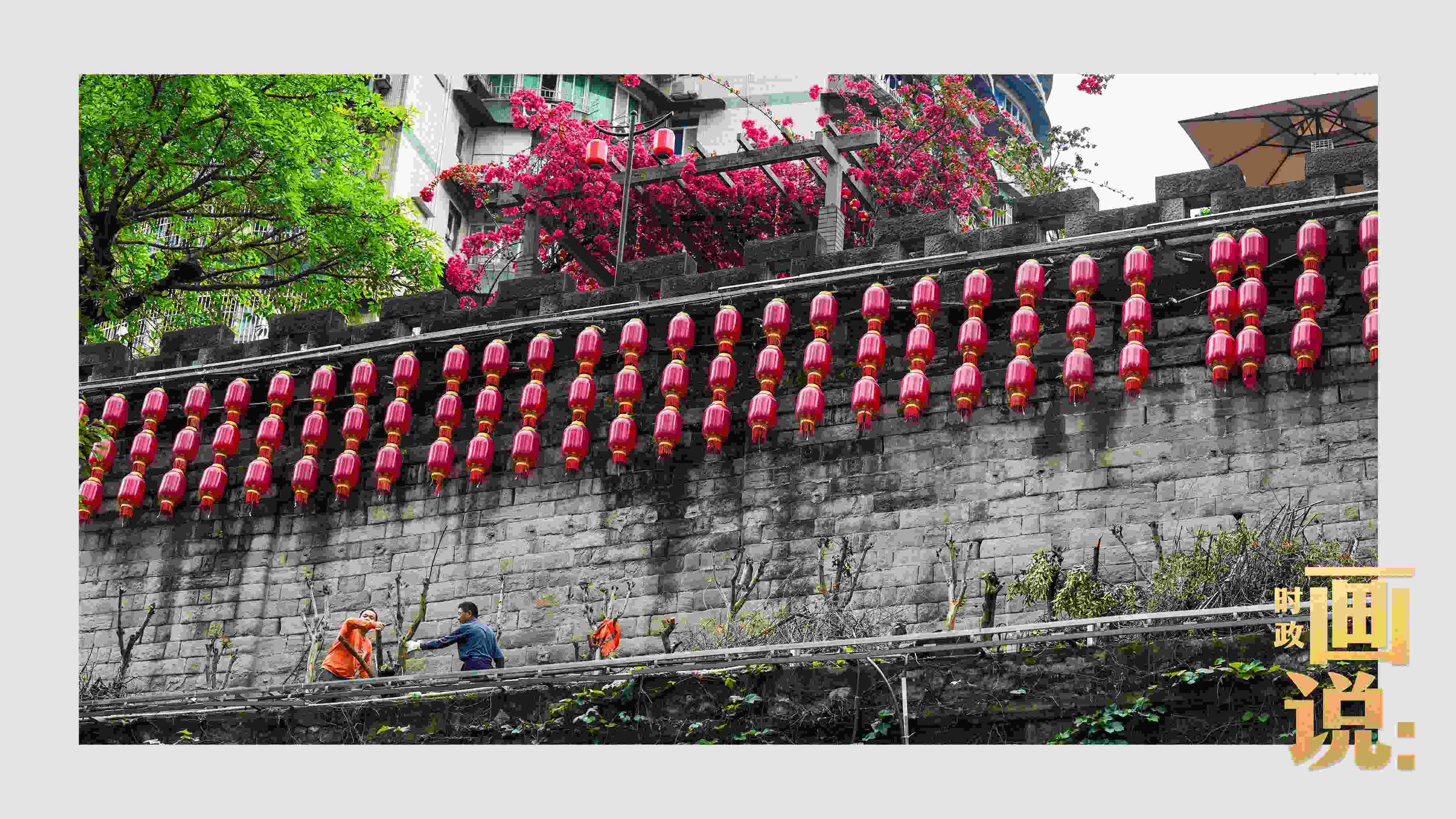 △盛放的三角梅下，園林工人修剪著古老通遠門城墻上的一抹新綠。