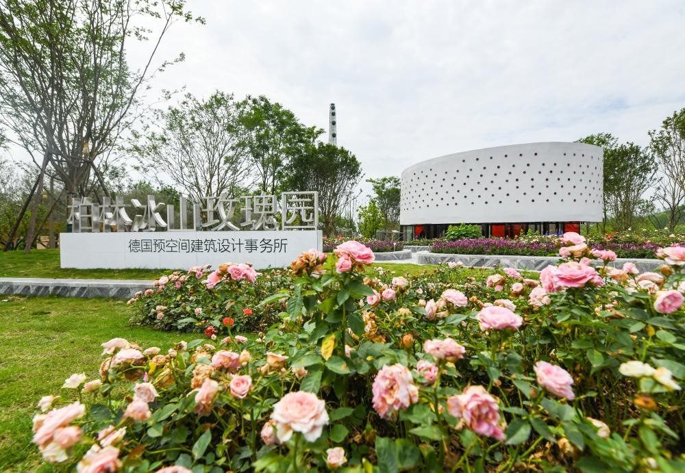 這是2024年4月22日拍攝的成都世園會(huì)主會(huì)場德國柏林冰山玫瑰園。新華社記者 王曦 攝