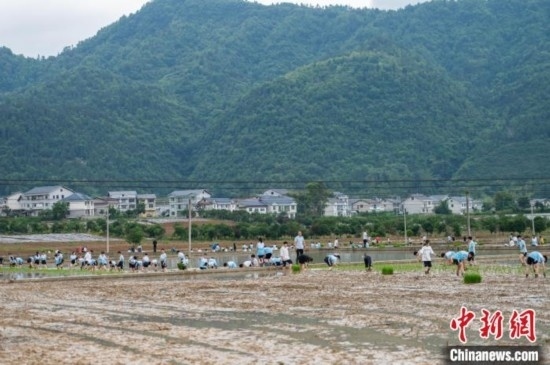 圖為5月21日，綏陽(yáng)縣旺草中學(xué)學(xué)生在旺草萬(wàn)畝大壩體驗(yàn)插秧。唐哲 攝