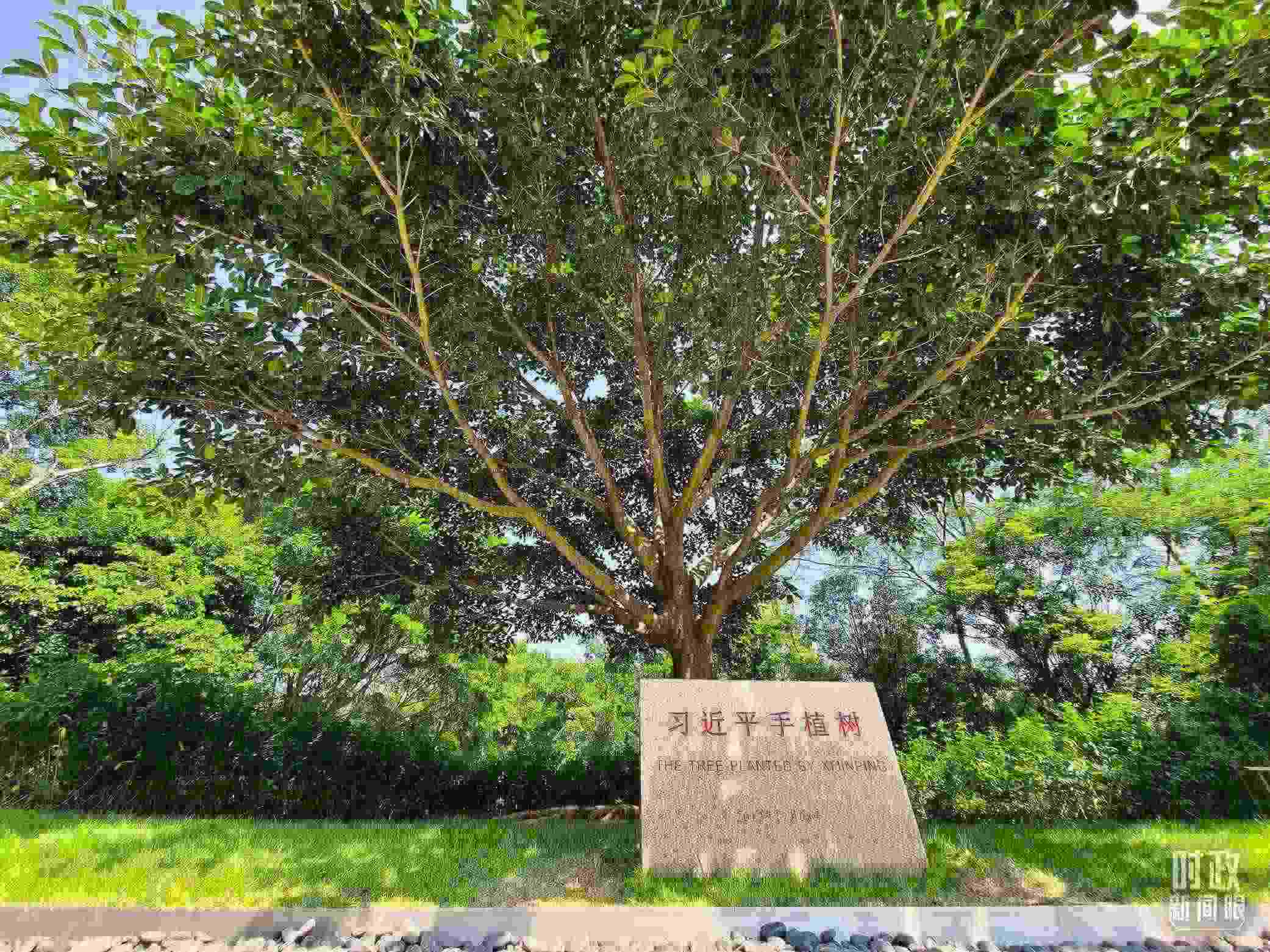 習(xí)近平2012年在深圳蓮花山公園種下的高山榕樹(shù)已枝繁葉茂。（總臺(tái)央視記者趙化拍攝）