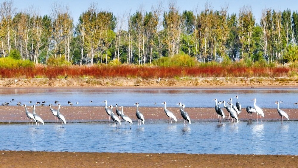 在山東黃河三角洲國(guó)家級(jí)自然保護(hù)區(qū)拍攝的白枕鶴（2022年10月18日攝）。新華社發(fā)（楊斌 攝）