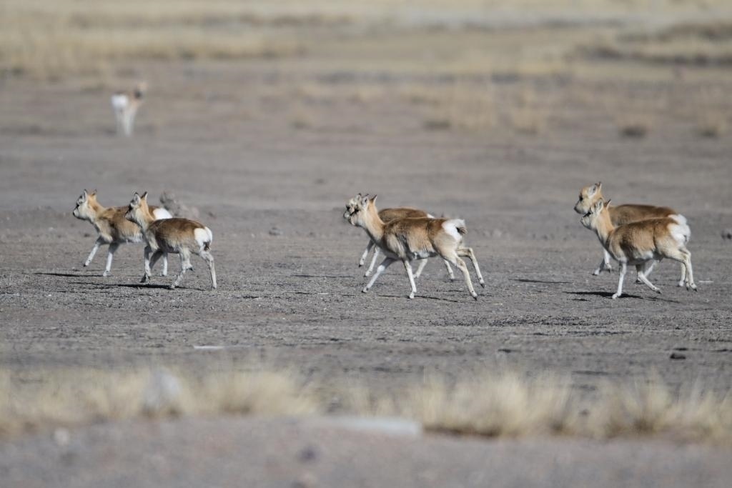 這是1月24日在青海省海北藏族自治州剛察縣哈爾蓋鎮(zhèn)境內(nèi)的草原上拍攝的普氏原羚。新華社記者 張龍 攝