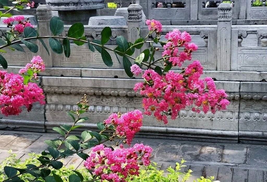 夏天的故宮一角。故宮博物院供圖