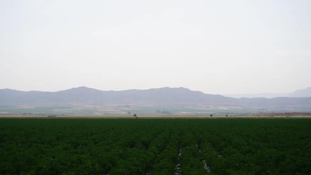 擴列孜鎮(zhèn)采用先進滴灌技術的棉田。曲頌攝