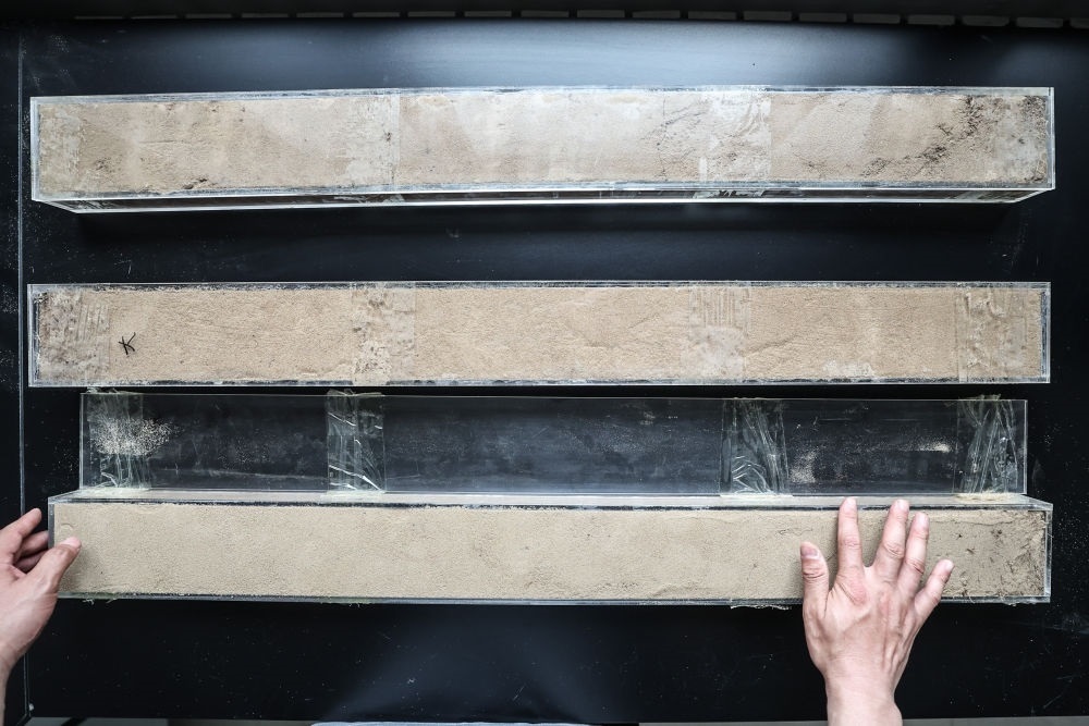 “草根博士”呂林有在遼寧省農(nóng)業(yè)科學(xué)院沙地治理與利用研究所章古臺(tái)基地實(shí)驗(yàn)室整理提取的沙地土壤剖面樣本（2024年5月30日攝）。新華社記者 潘昱龍 攝