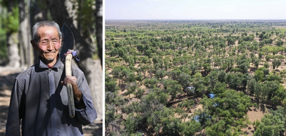 拼版照片：左圖為內(nèi)蒙古鄂托克前旗呼和陶勒蓋嘎查的牧民曹扎娃出門勞作（2023年6月14日攝）；右圖為曹扎娃的承包地（2023年6月14日攝，無(wú)人機(jī)照片）。20世紀(jì)80年代，在毛烏素沙地中，曹扎娃主動(dòng)承包了2300多畝沙地。這么多年來(lái)，曹扎娃堅(jiān)持種樹(shù)治沙，最終將沙地變成了林海。新華社記者 劉磊 攝