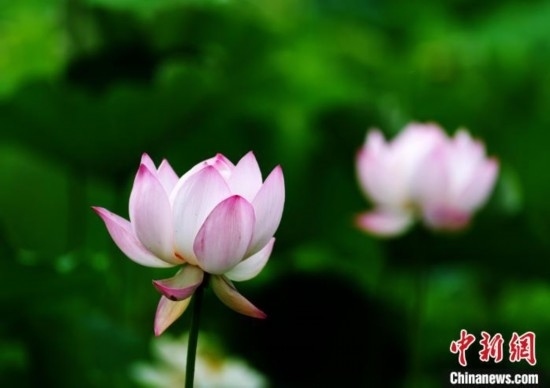 6月19日，時(shí)值一年畢業(yè)季，四川大學(xué)望江校區(qū)荷花池里的荷花盛開(kāi)，成為了畢業(yè)生們的打卡圣地，吸引了眾多畢業(yè)生拍照留念。圖為盛開(kāi)的荷花。中新社記者 安源 攝