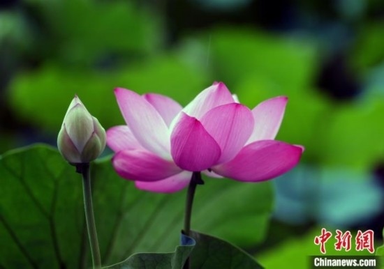 6月19日，時(shí)值一年畢業(yè)季，四川大學(xué)望江校區(qū)荷花池里的荷花盛開(kāi)，成為了畢業(yè)生們的打卡圣地，吸引了眾多畢業(yè)生拍照留念。圖為盛開(kāi)的荷花。中新社記者 安源 攝