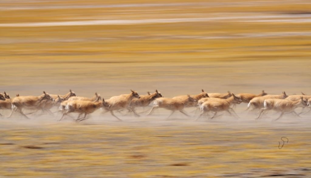 2024年6月13日，在羌塘國家級(jí)自然保護(hù)區(qū)，遷徙中的藏羚羊奔跑起來。新華社記者費(fèi)茂華攝