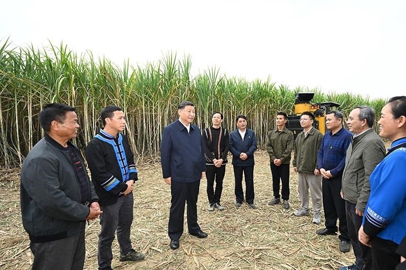 2023年12月14日，習(xí)近平總書記在廣西來賓市國(guó)家現(xiàn)代農(nóng)業(yè)產(chǎn)業(yè)園黃安優(yōu)質(zhì)“雙高”糖料蔗基地考察時(shí)，同蔗農(nóng)、農(nóng)機(jī)手和農(nóng)技人員親切交流。