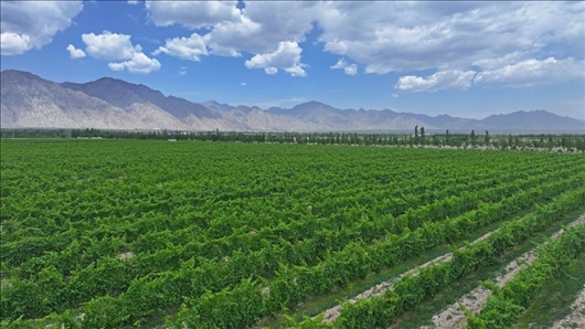 閩寧從荒蕪貧瘠的荒灘戈壁變成了如今的片片綠洲。