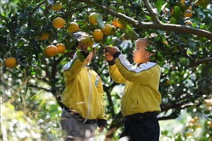 貴州黃平縣小朋友在校外勞動(dòng)實(shí)踐基地采摘柑橘。