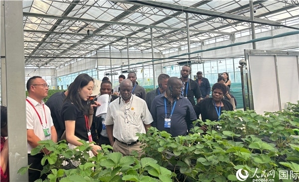 研討班成員在大棚中了解植物種植技術(shù)。人民網(wǎng) 曹欣悅攝