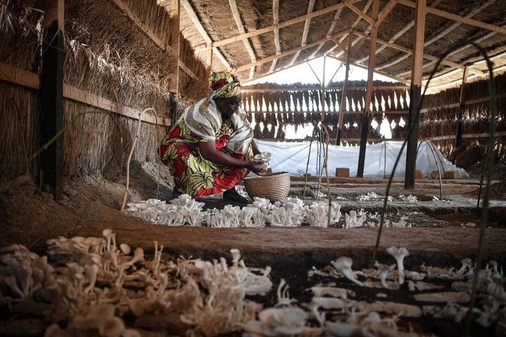 2024年2月6日，在中非共和國(guó)達(dá)馬拉，法蒂瑪在菇棚內(nèi)收獲菌草菇。2022年，法蒂瑪在聽(tīng)說(shuō)中國(guó)菌草專家在班吉傳授技術(shù)后主動(dòng)前往學(xué)習(xí)，從一間小菌棚起步，逐漸擴(kuò)大為如今小有名氣的合作社。新華社記者 韓旭 攝
