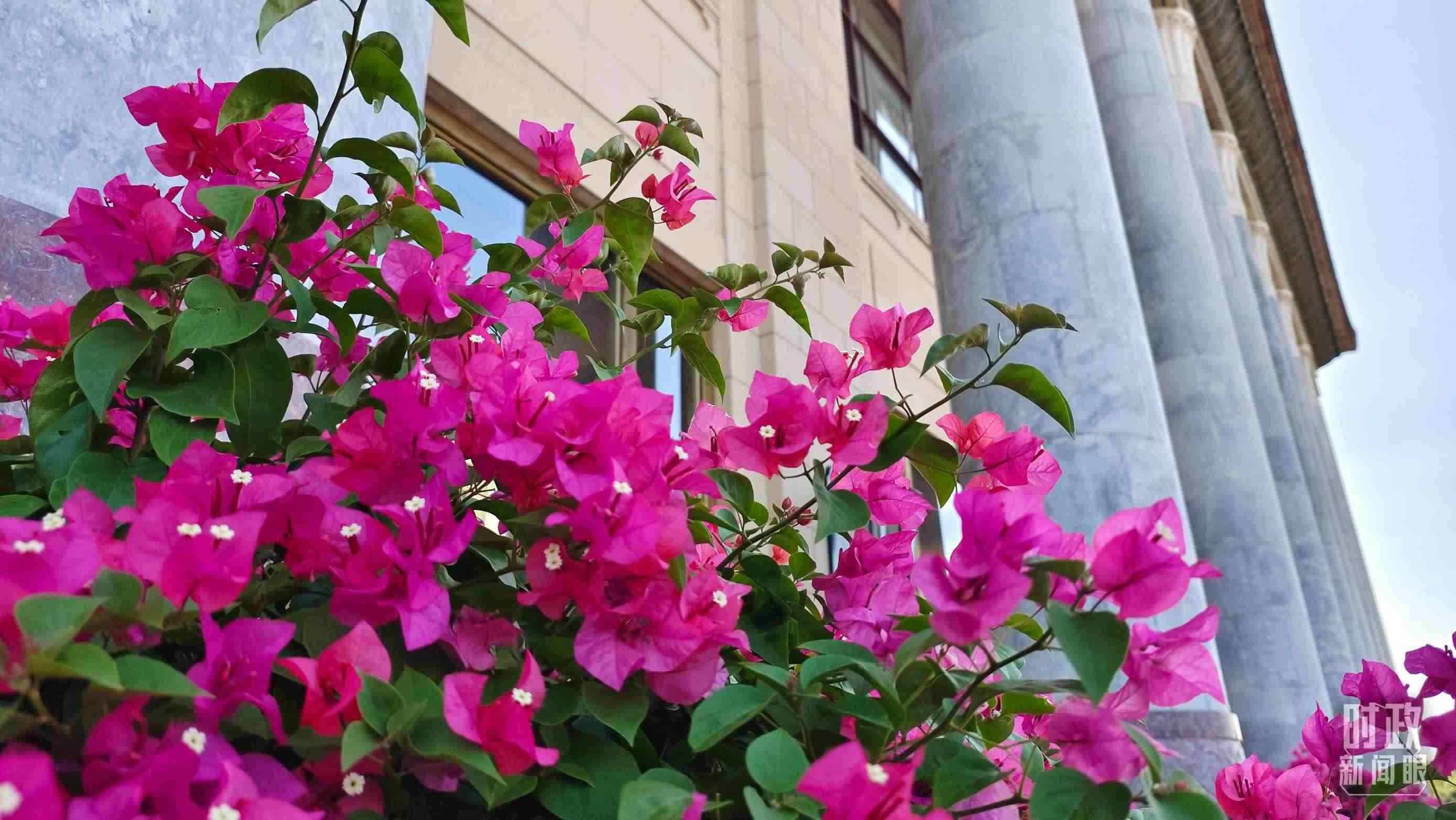 △人民大會堂外花團(tuán)錦簇。（總臺央視記者韓銳拍攝）