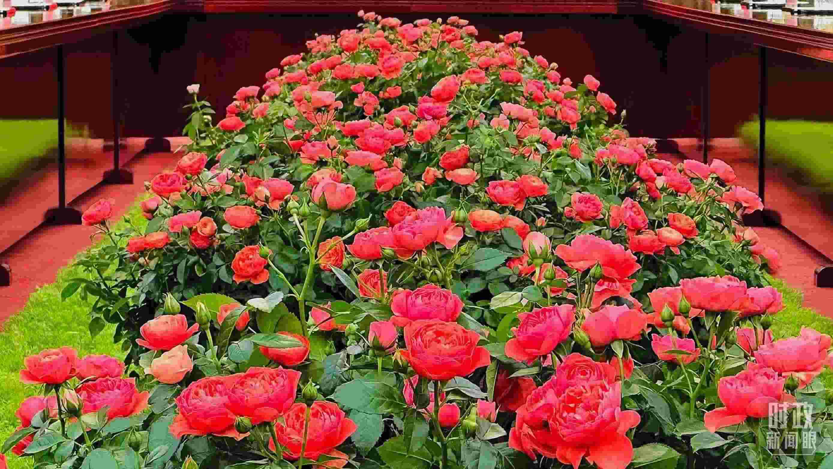 東大廳會(huì)談桌中間擺放的紅果汁月季，象征著蓬勃與堅(jiān)韌。（總臺(tái)央視記者范一鳴拍攝）