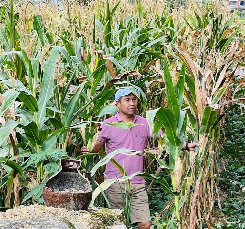 不是攀登石林高臺，就是鉆入玉米莊稼地，吉爾吉斯斯坦《自由之山報》總編輯納拉雷·阿桑巴耶夫“身手不凡”，與生長旺盛的玉米構(gòu)成了花茂村的鄉(xiāng)間野趣。（張亞欣攝）