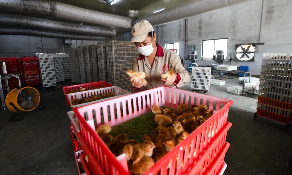 在文昌市的海南（潭牛）文昌雞股份有限公司孵化廠，工人在挑選文昌雞苗。新華社記者楊冠宇 攝