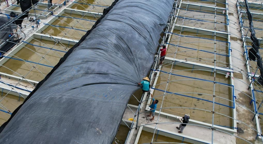 在文昌市翁田鎮(zhèn)的海興農翁田蝦苗場，工人重新鋪設頂棚。無人機照片，新華社記者楊冠宇 攝