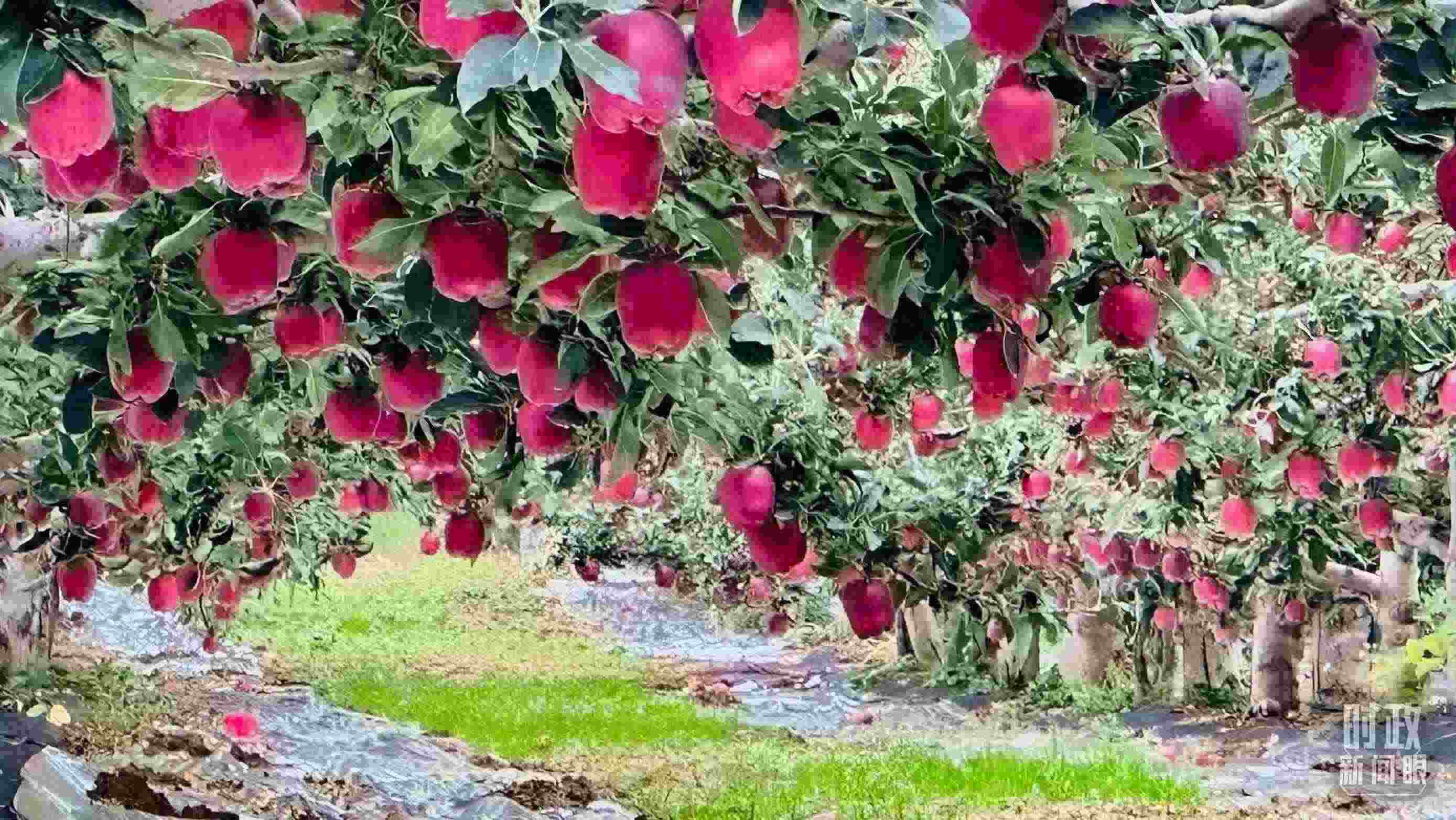 △ 麥積區(qū)南山花牛蘋(píng)果基地。（總臺(tái)央視記者范一鳴拍攝）