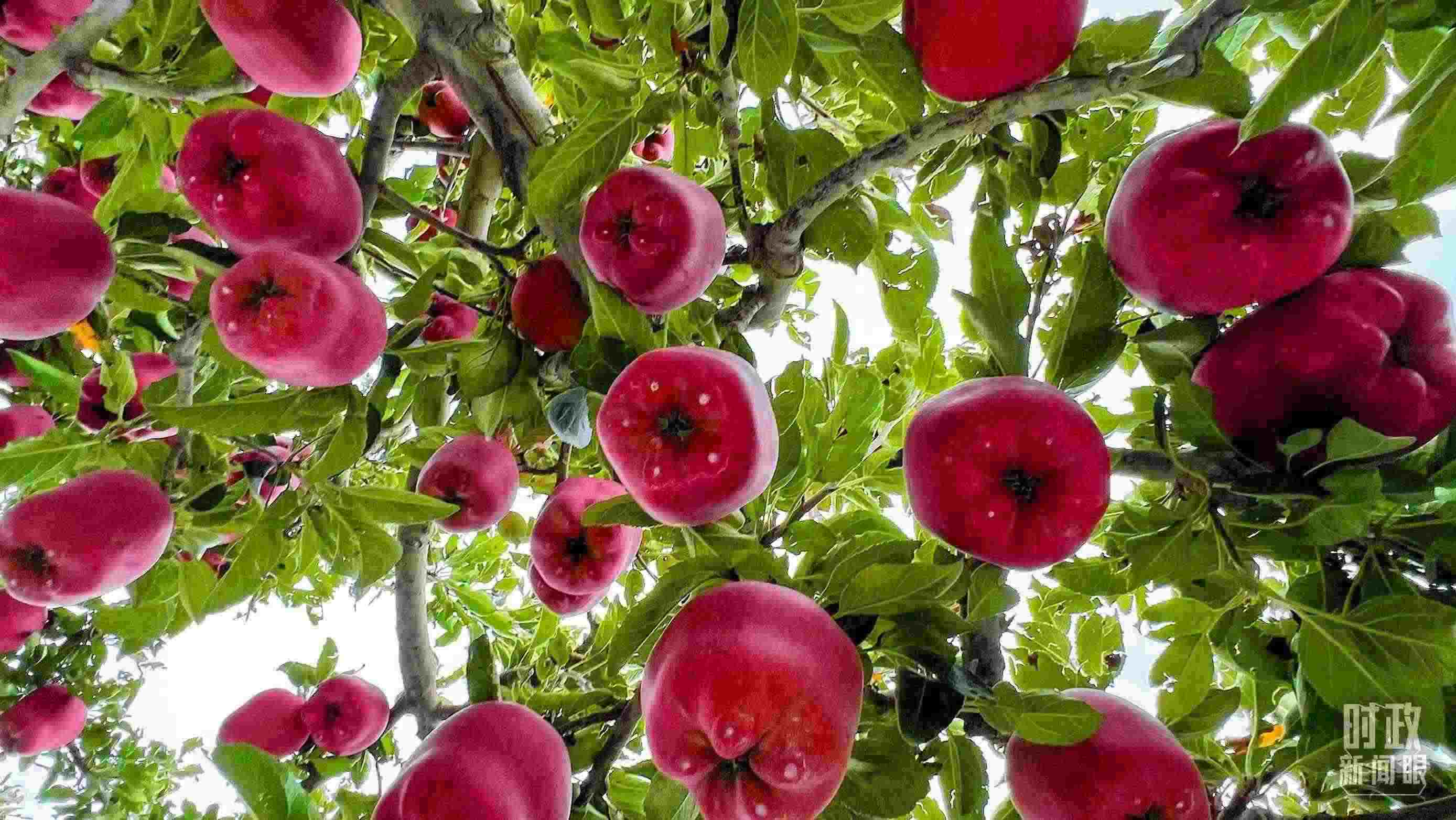 △ 麥積區(qū)南山花牛蘋(píng)果基地。（總臺(tái)央視記者程鋮拍攝）